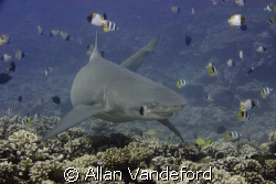Lemon Shark at Tapu divesite near Boro Bora. by Allan Vandeford 